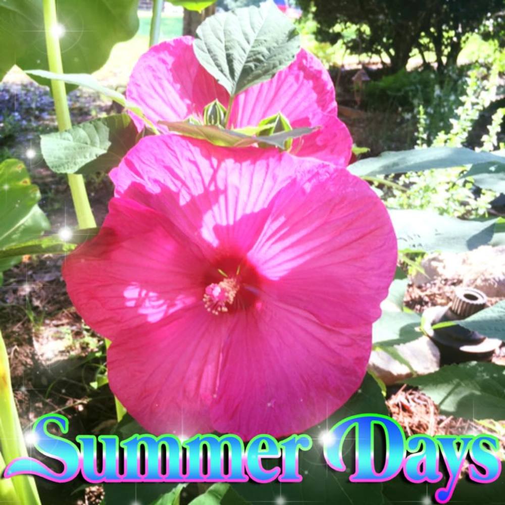 Meet your Posher, Cynthia